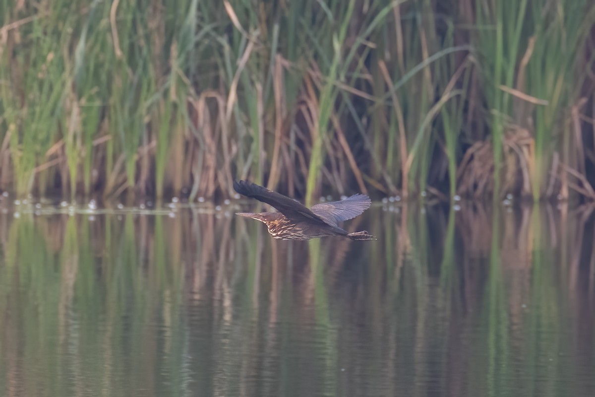 Black Bittern - Kalpesh Krishna
