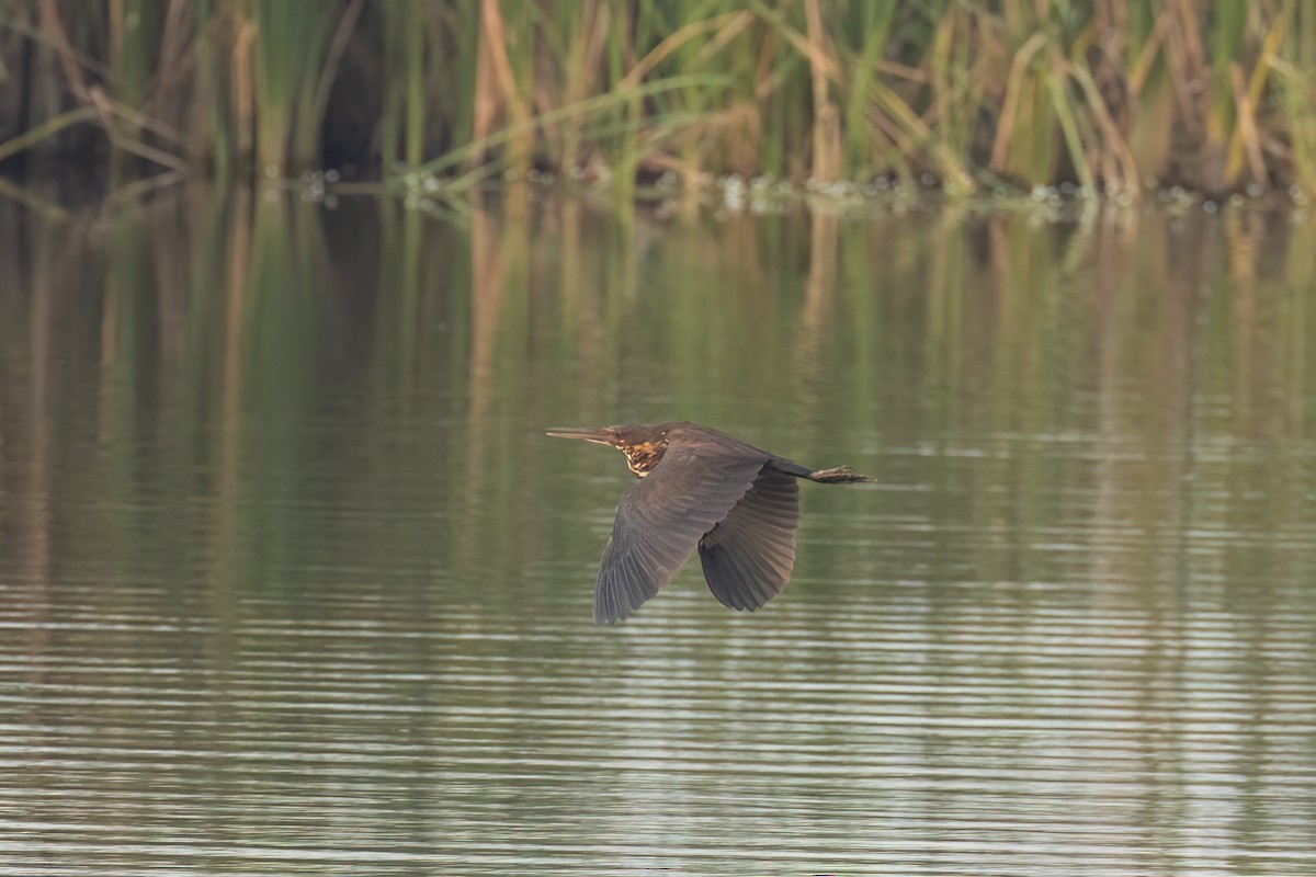 Black Bittern - Kalpesh Krishna