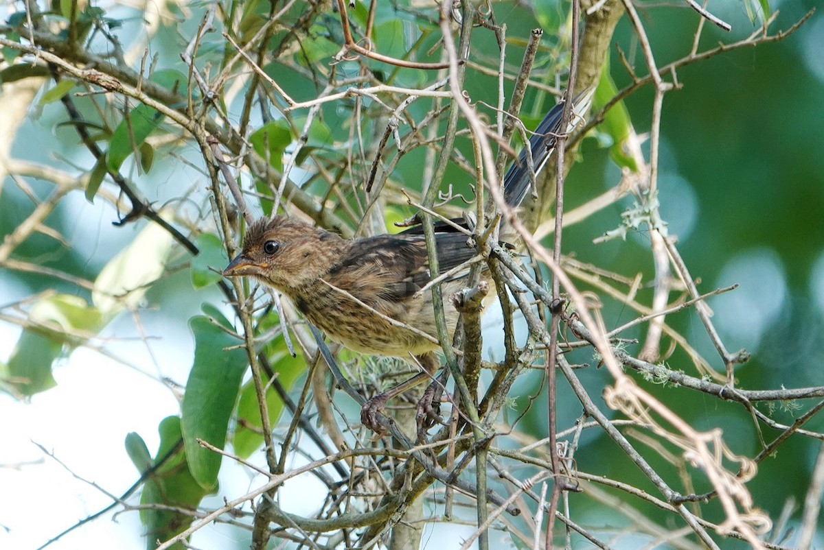 Eastern Towhee - ML623182912