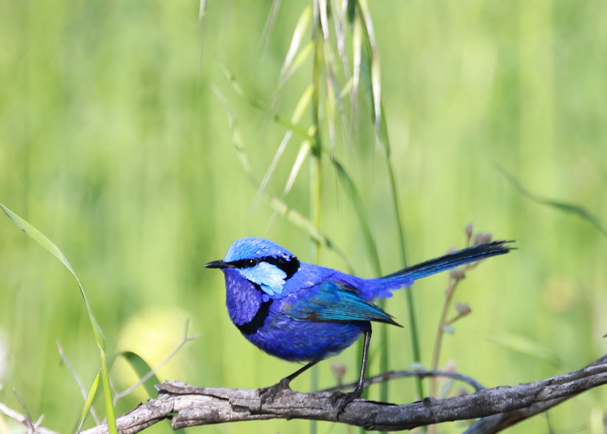 Splendid Fairywren - ML623182951