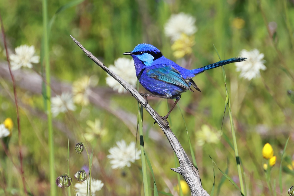 Splendid Fairywren - ML623182952