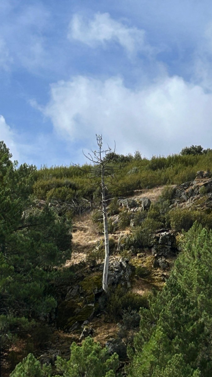 European Bee-eater - ML623182953