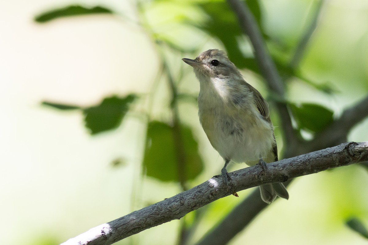 Sängervireo [swainsoni-Gruppe] - ML623182970