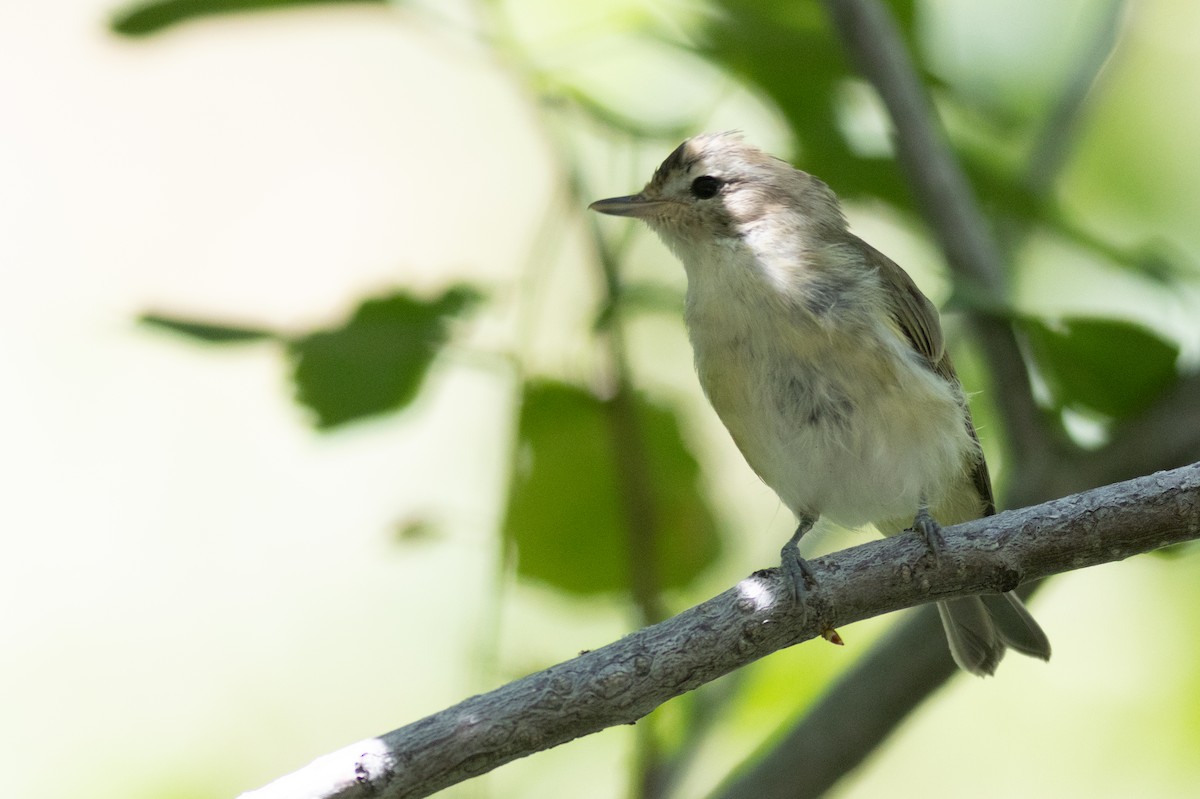 Sängervireo [swainsoni-Gruppe] - ML623182971