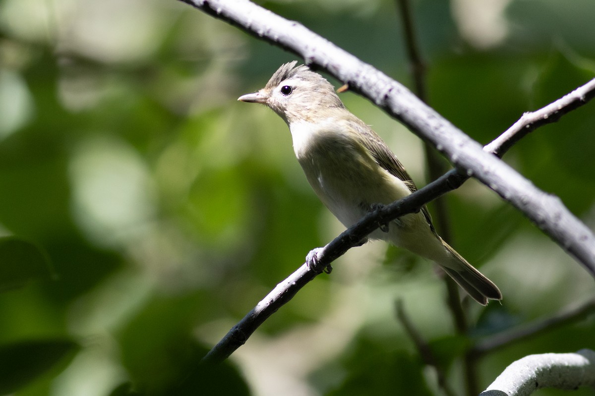 Sängervireo [swainsoni-Gruppe] - ML623182972