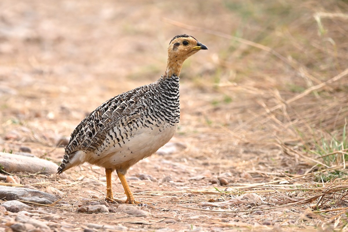 Coqui Francolin - ML623182973