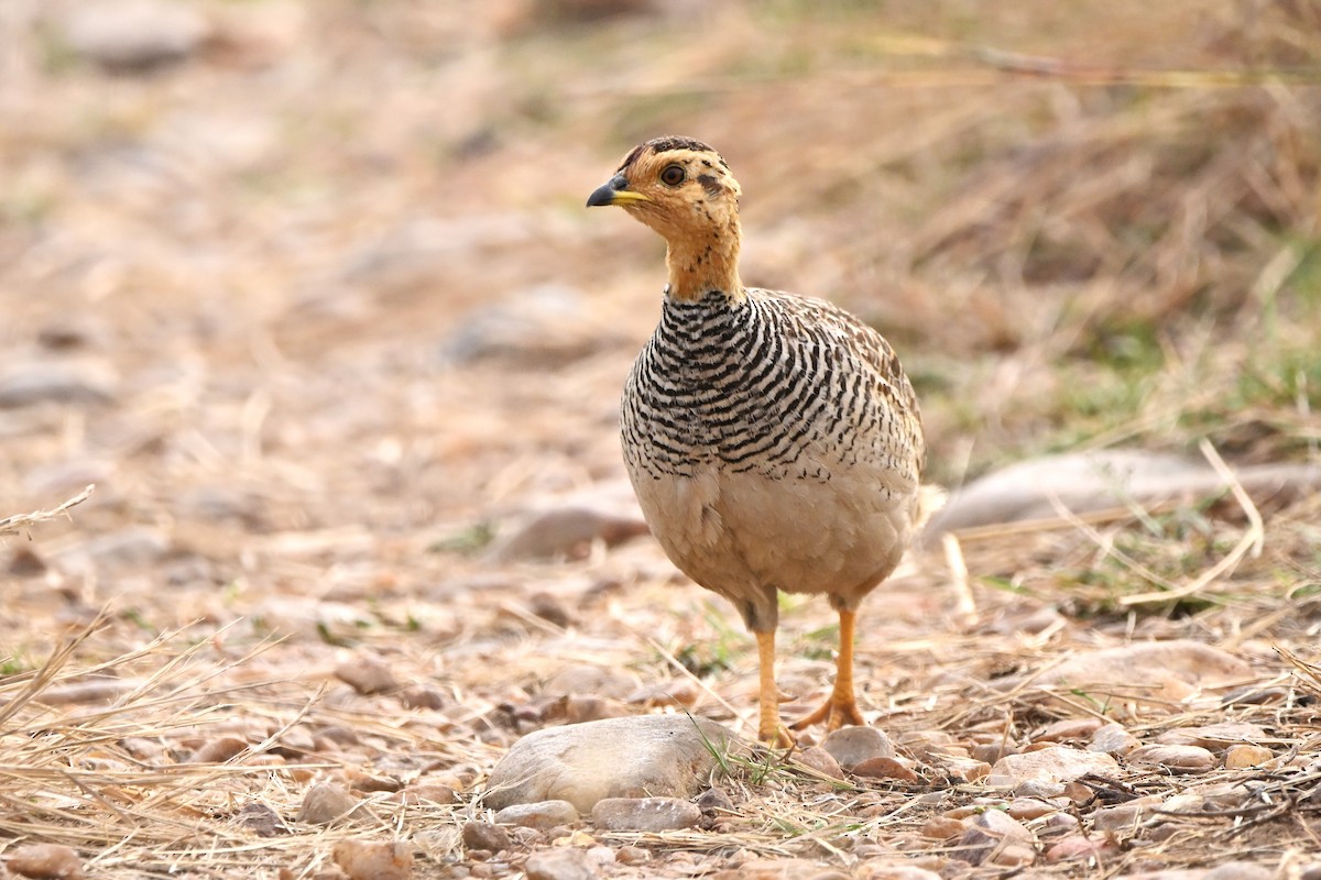 Coqui Francolin - Adarsh Nagda