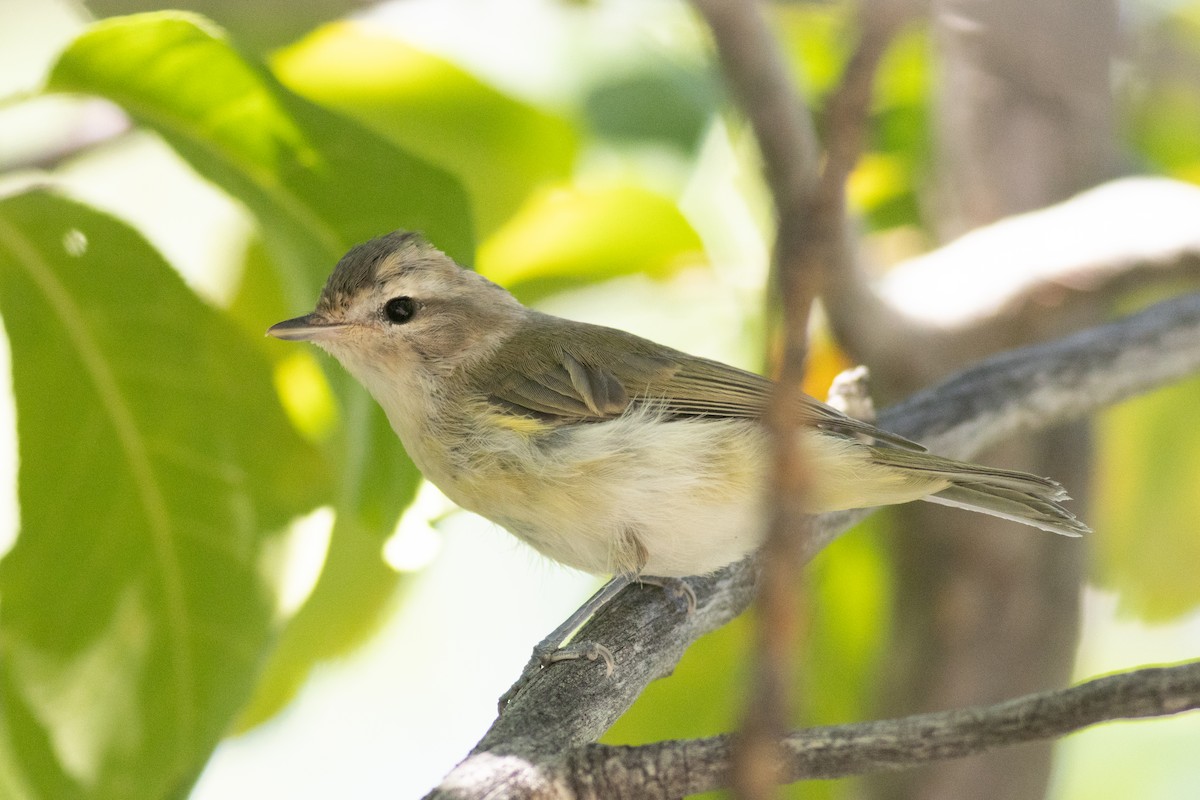 Sängervireo [swainsoni-Gruppe] - ML623182976