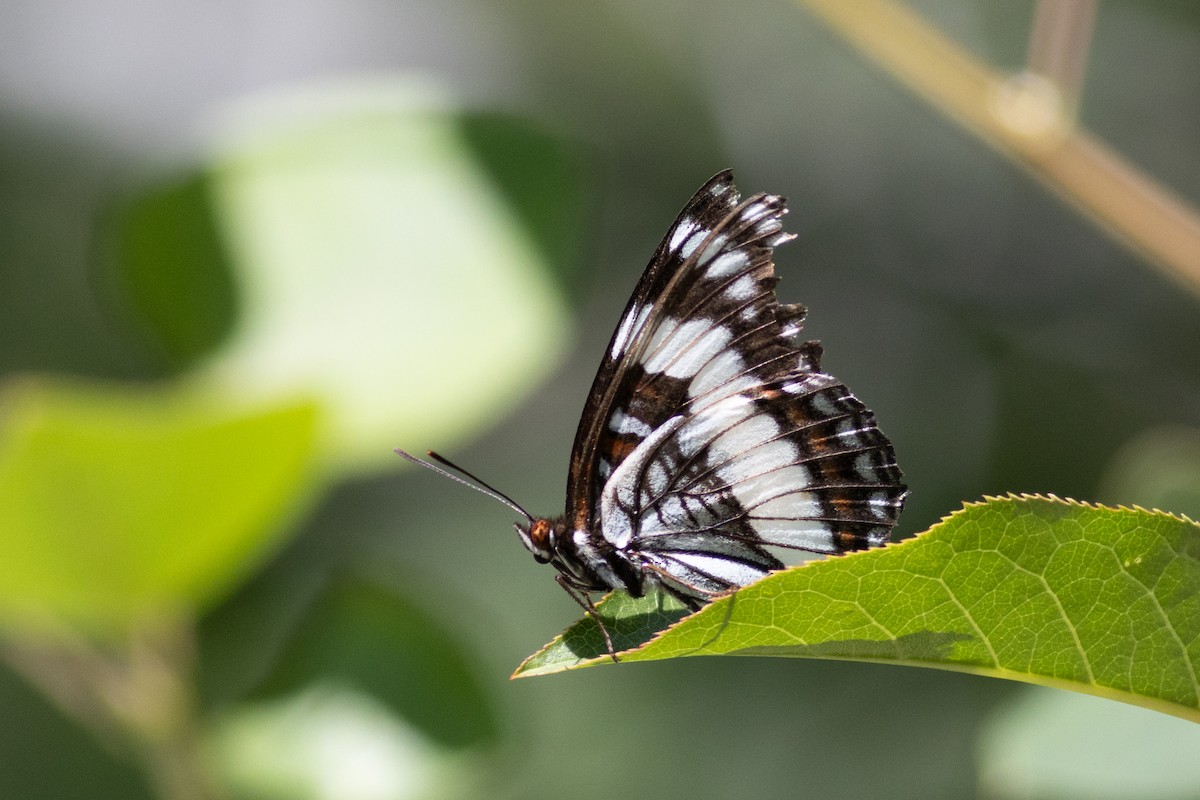 Insects - ML623182977