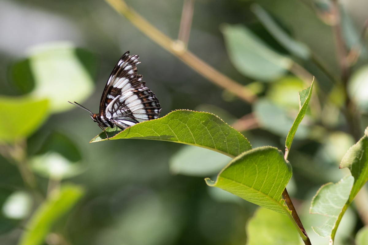Insects - ML623182979