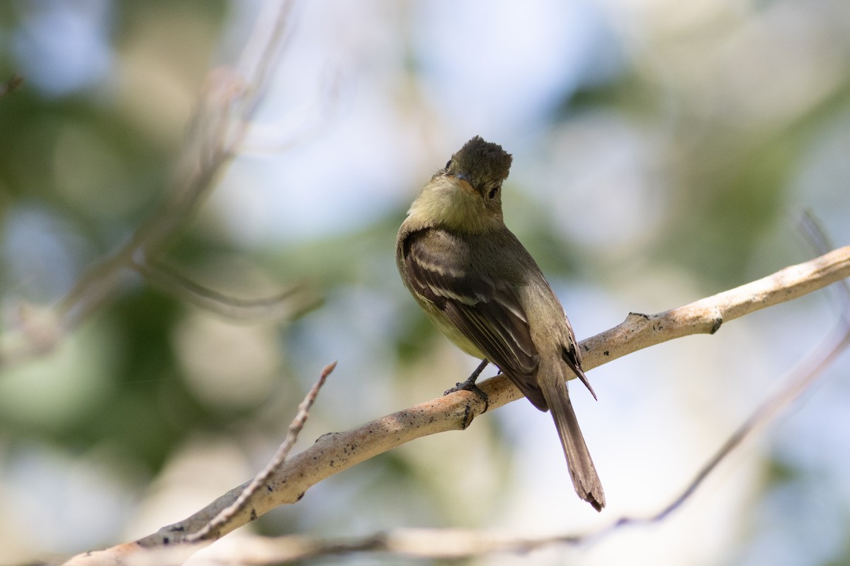 Western Flycatcher - ML623182984