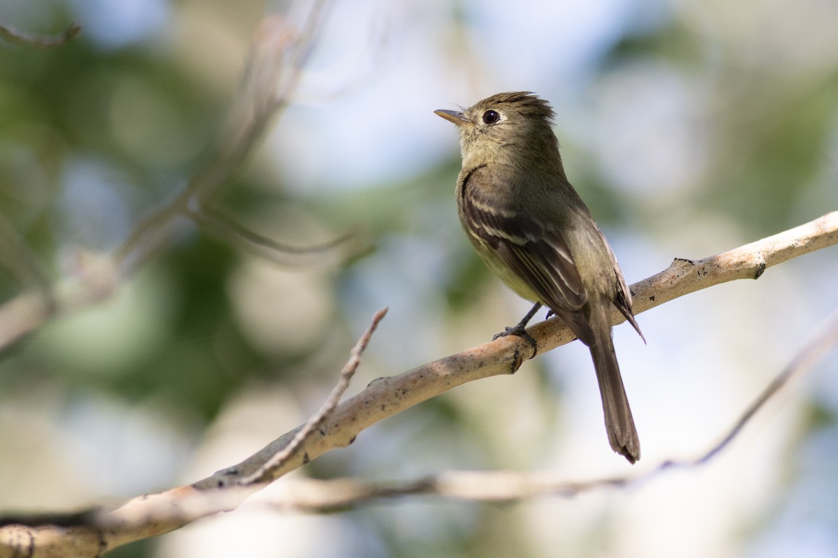 Western Flycatcher - ML623182985