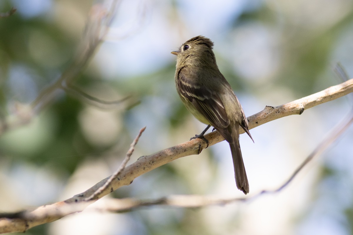 Western Flycatcher - ML623182986