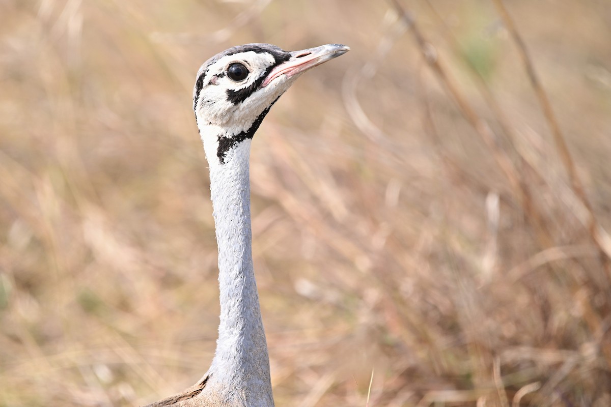 White-bellied Bustard - ML623182999