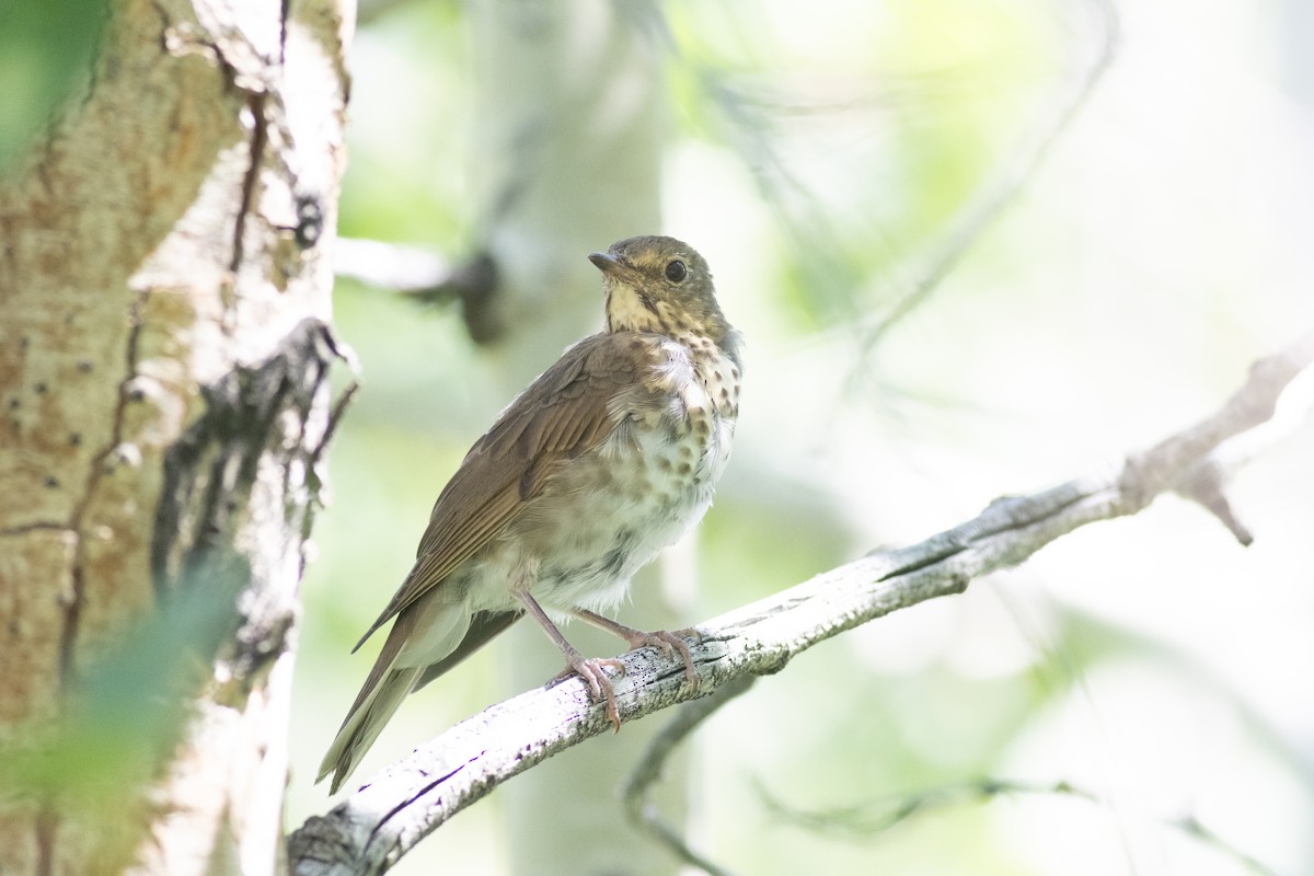 Zwergmusendrossel - ML623183013