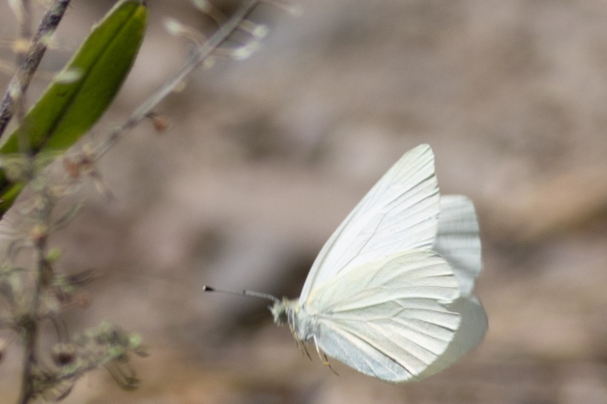 Insects - ML623183019