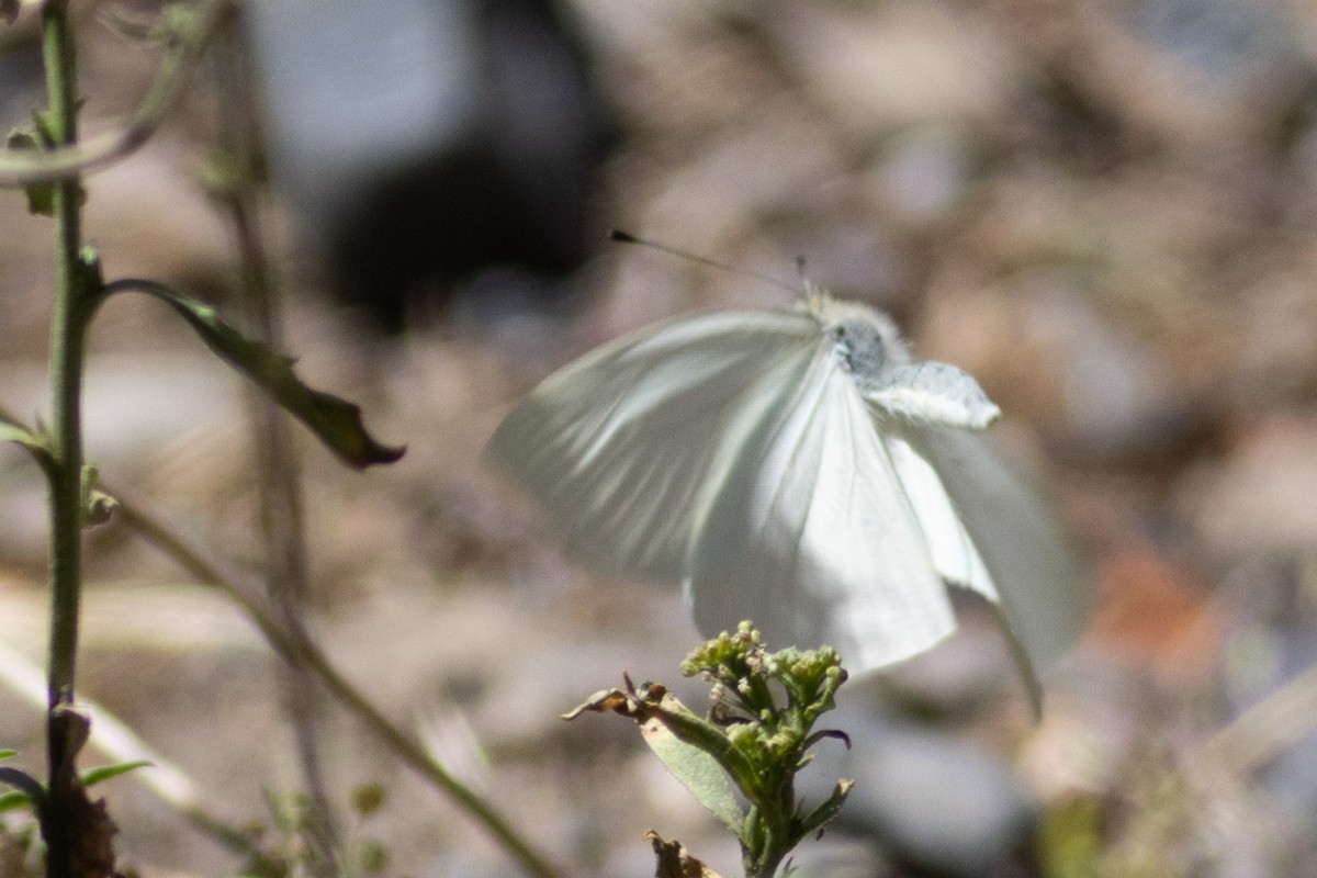 Insects - ML623183020