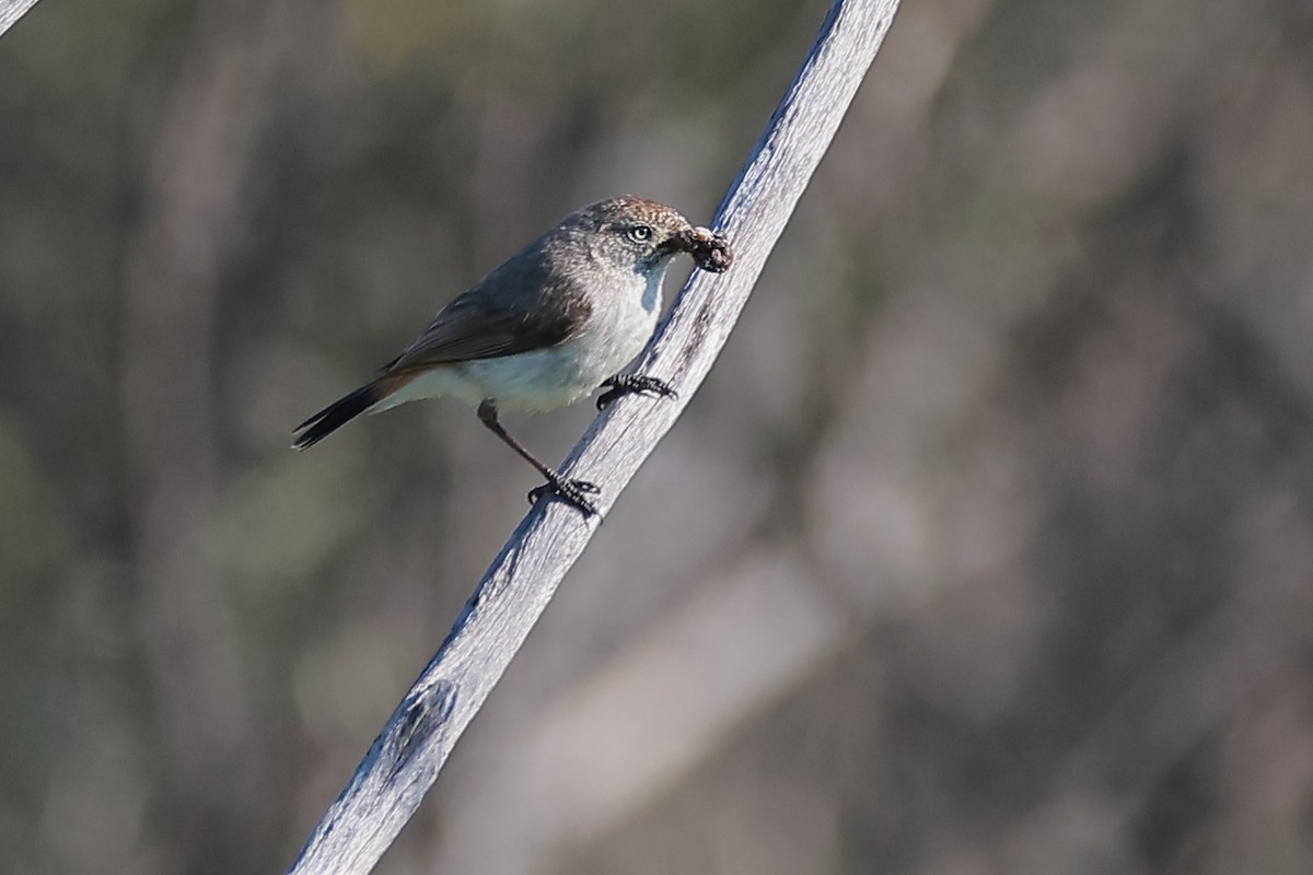 Chestnut-rumped Thornbill - ML623183023