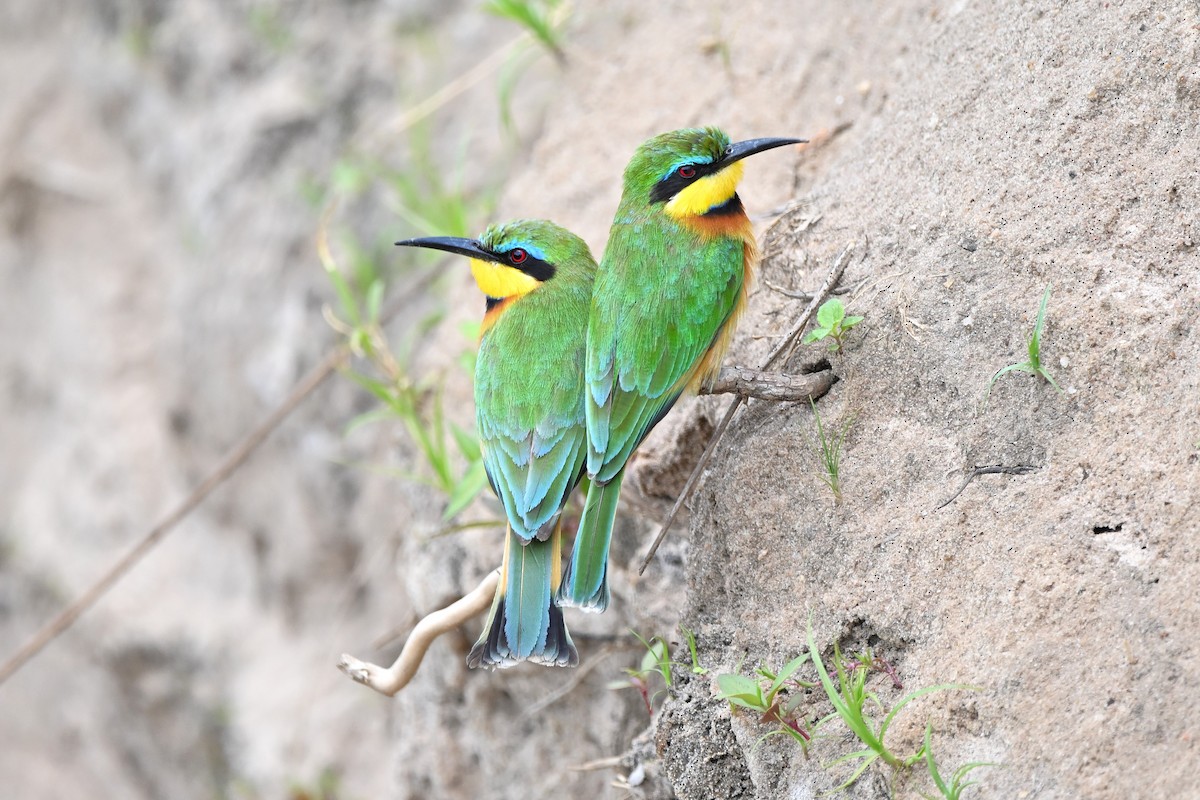 Little Bee-eater - ML623183074