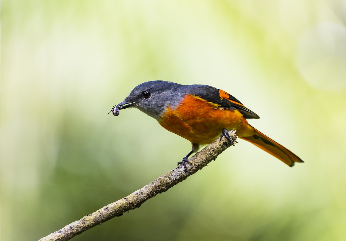 Minivet mandarin - ML623183207