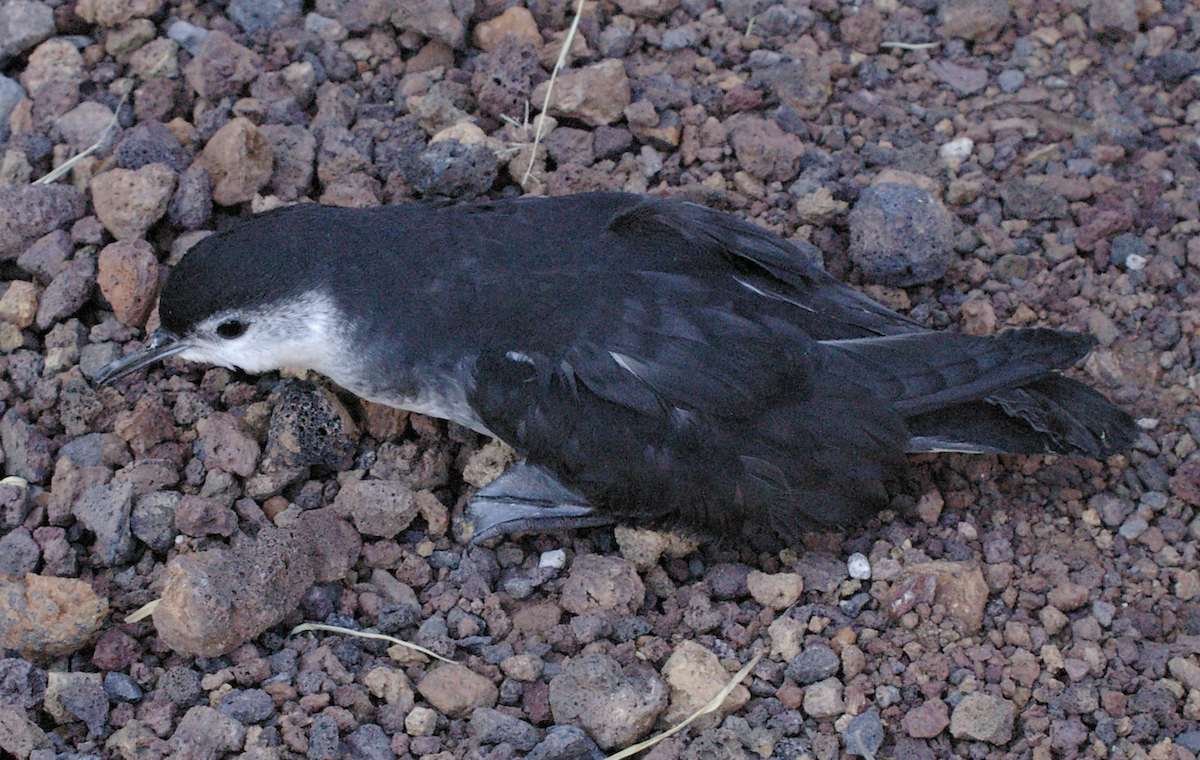 Puffin de Macaronésie - ML623183209