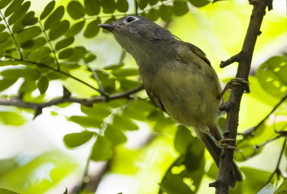 Huet's Fulvetta - ML623183223