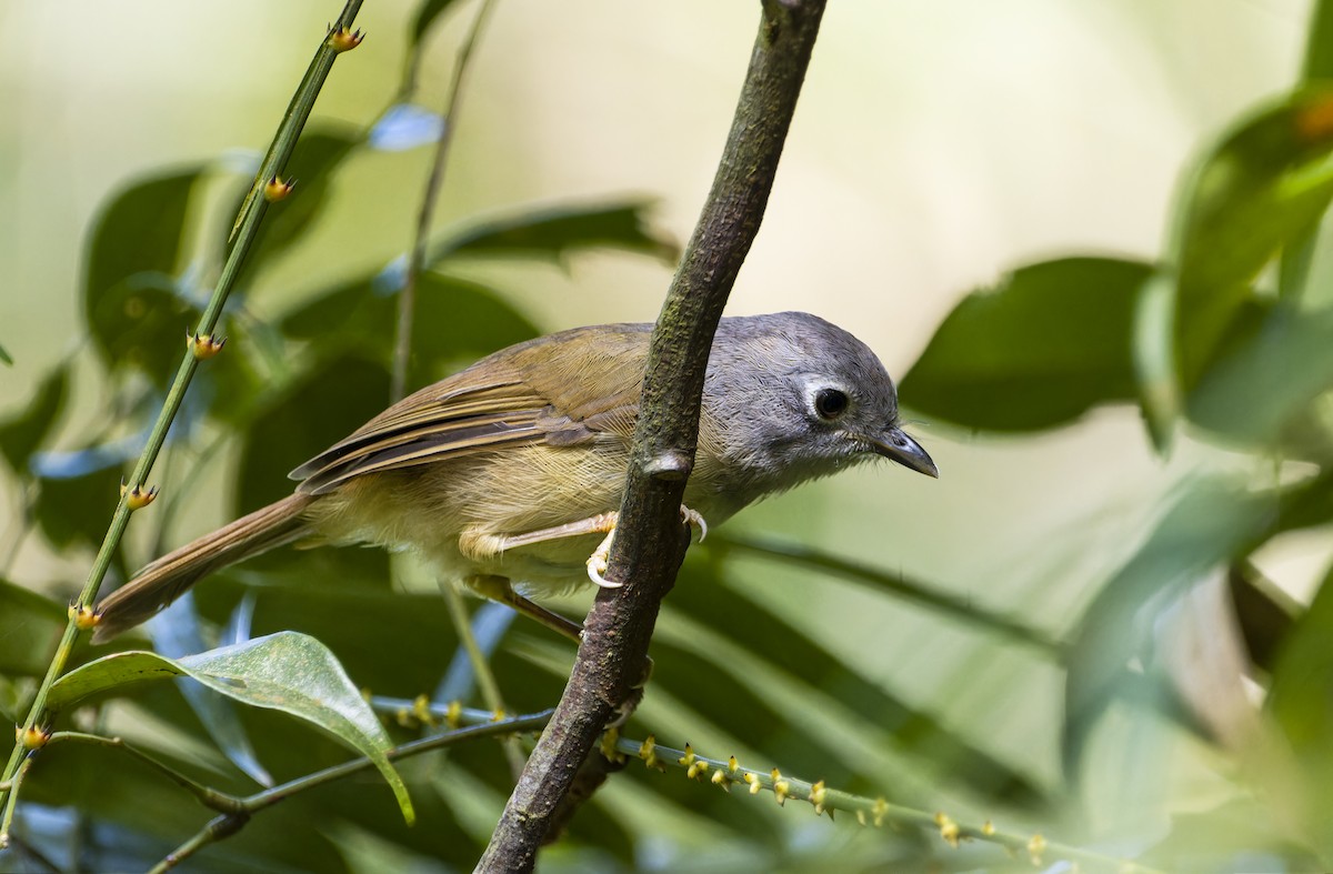 Huet's Fulvetta - ML623183224