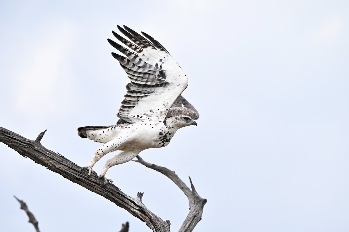 Martial Eagle - Adarsh Nagda