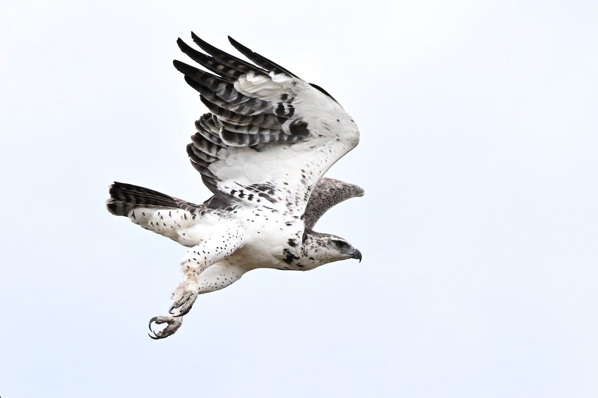 Martial Eagle - ML623183245