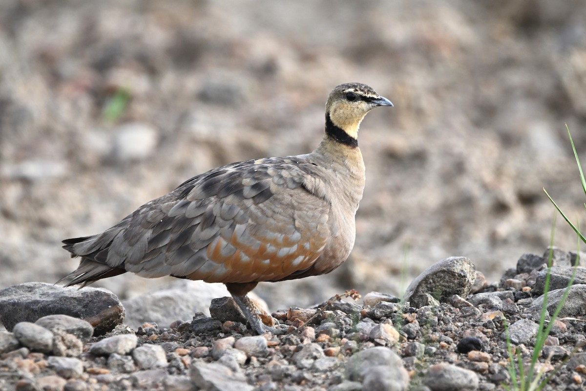 Yellow-throated Sandgrouse - ML623183257