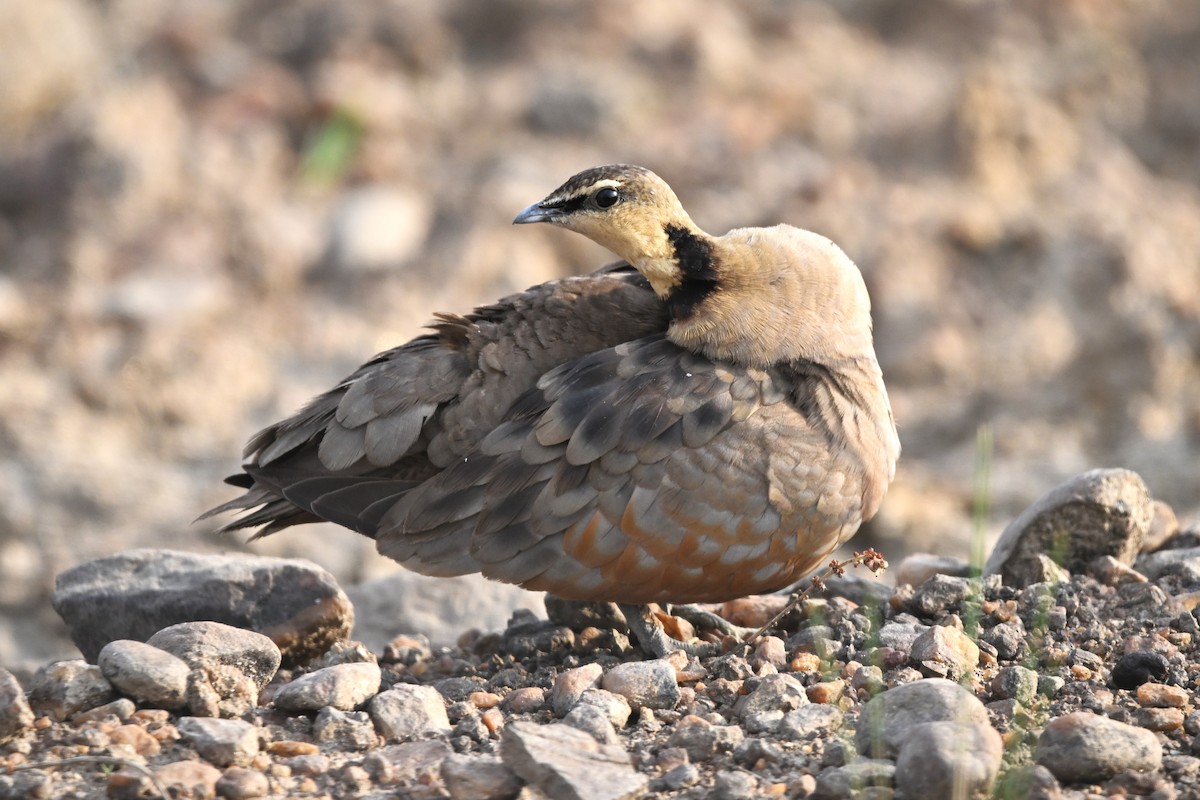 Yellow-throated Sandgrouse - ML623183258