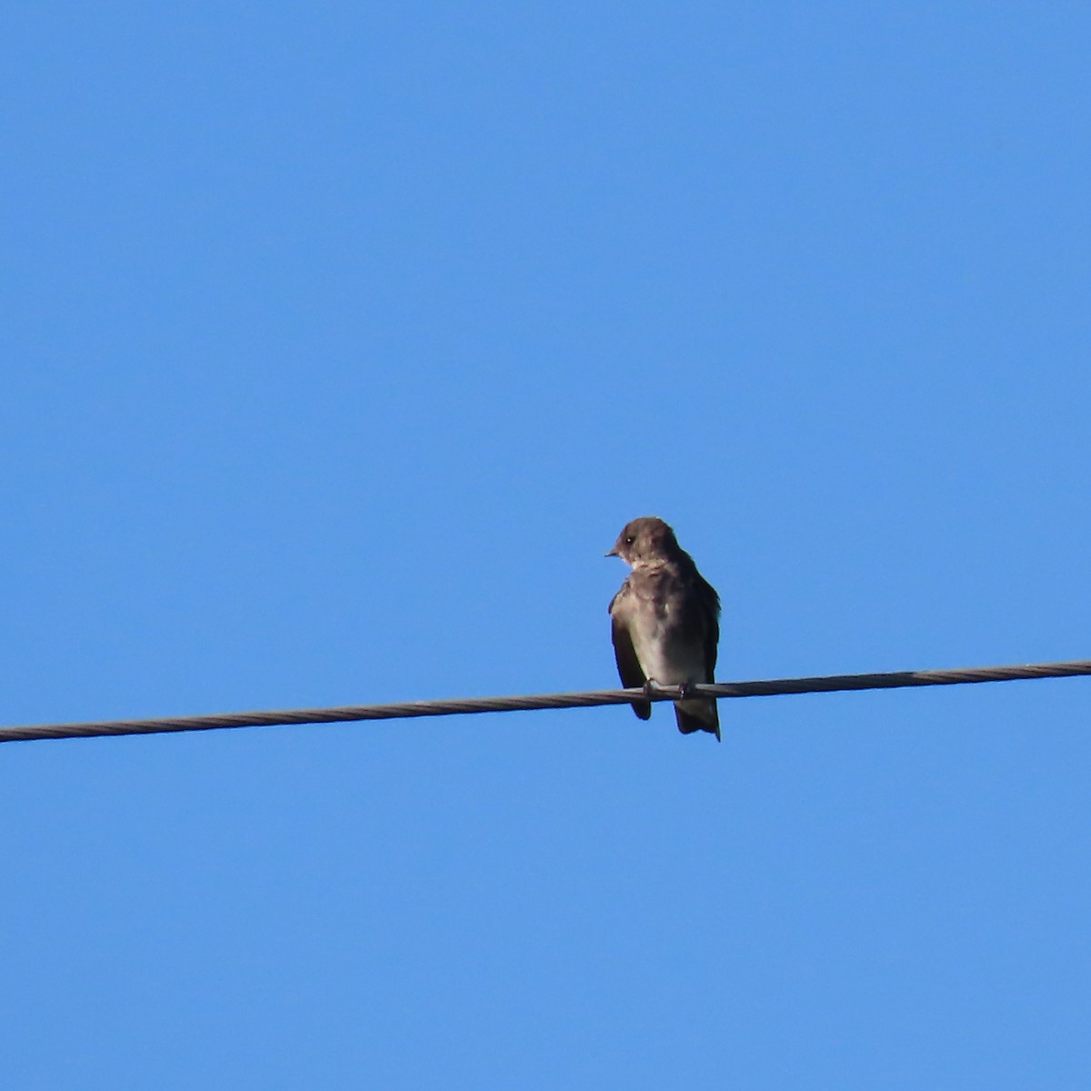 Northern Rough-winged Swallow - ML623183275