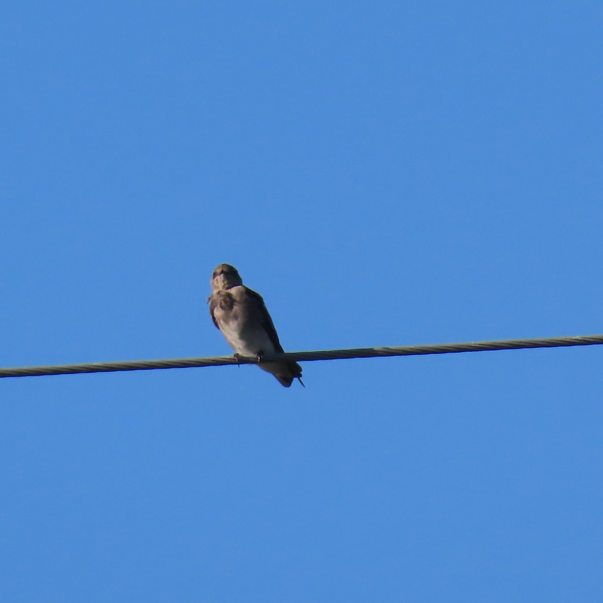 Northern Rough-winged Swallow - ML623183276