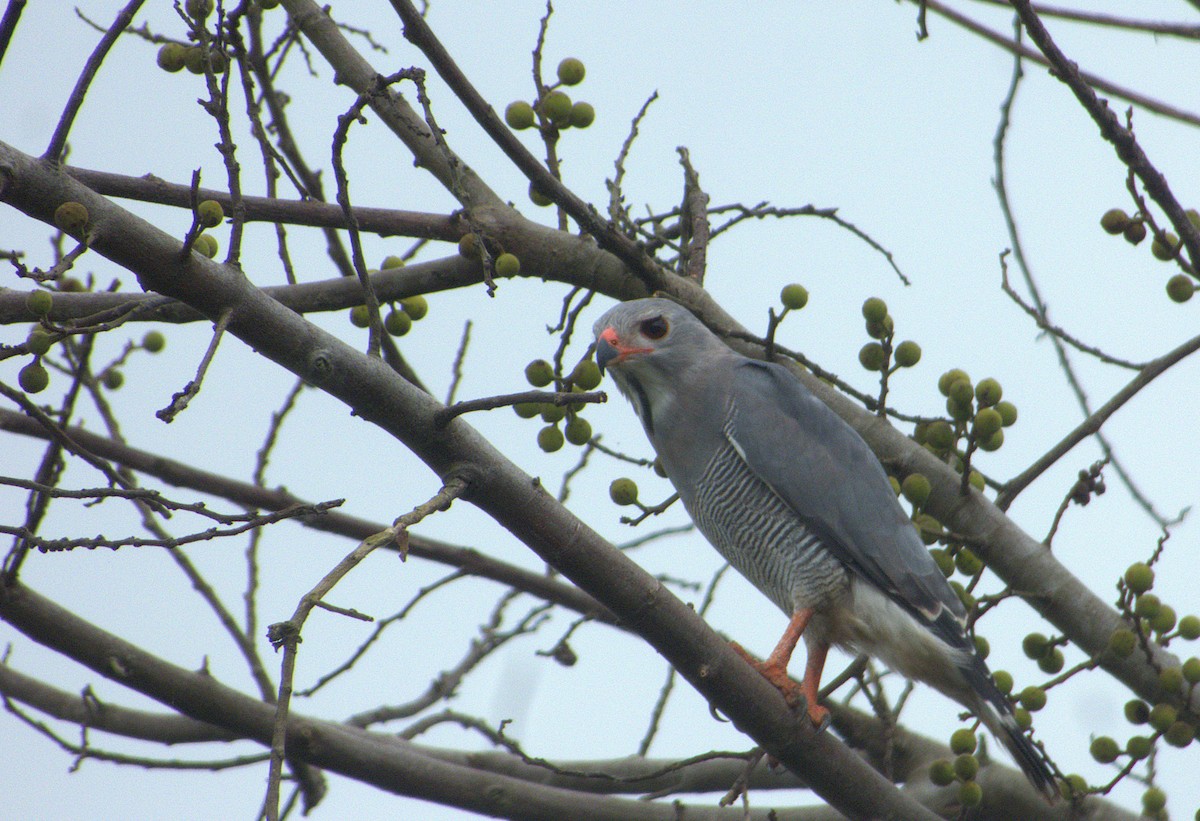 Lizard Buzzard - ML623183380