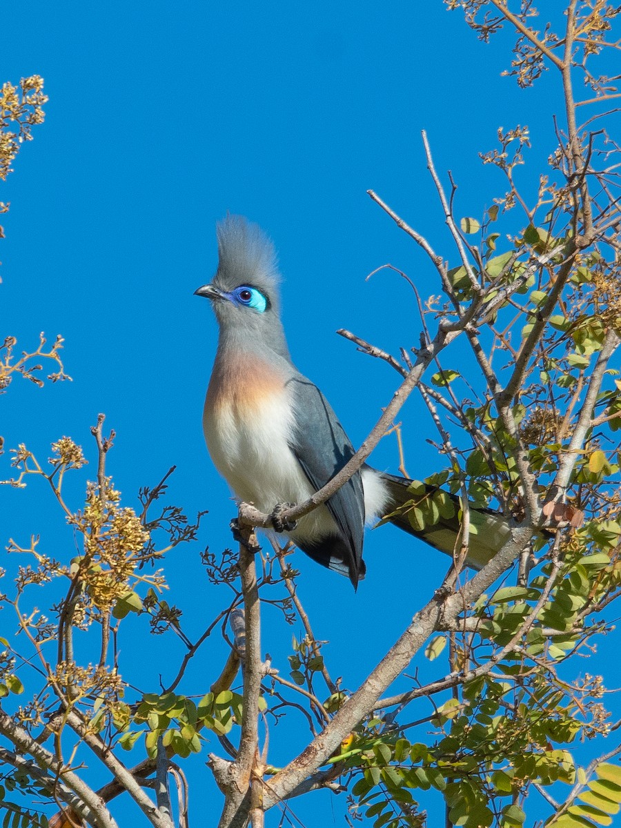 Crested Coua - ML623183395