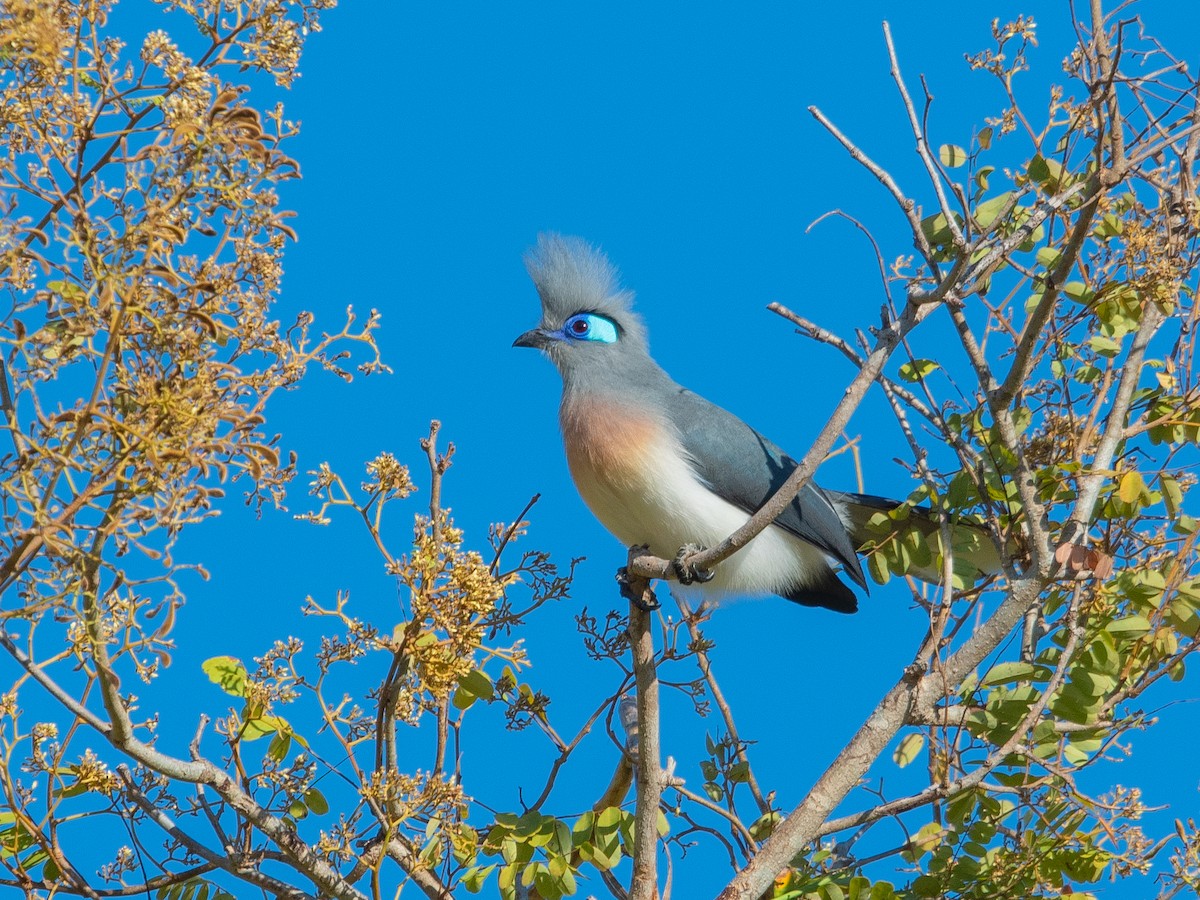 Crested Coua - Jaime Escobar