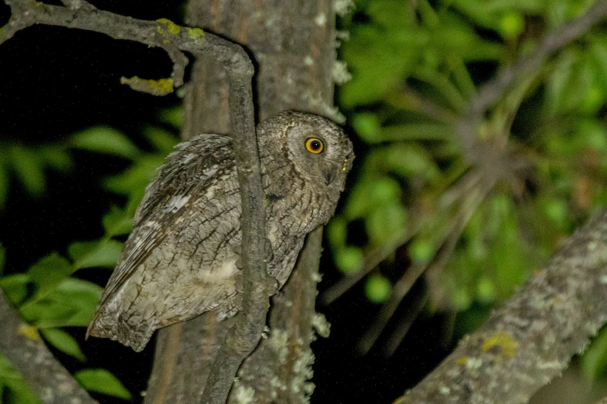 Cyprus Scops-Owl - Neil Hayward