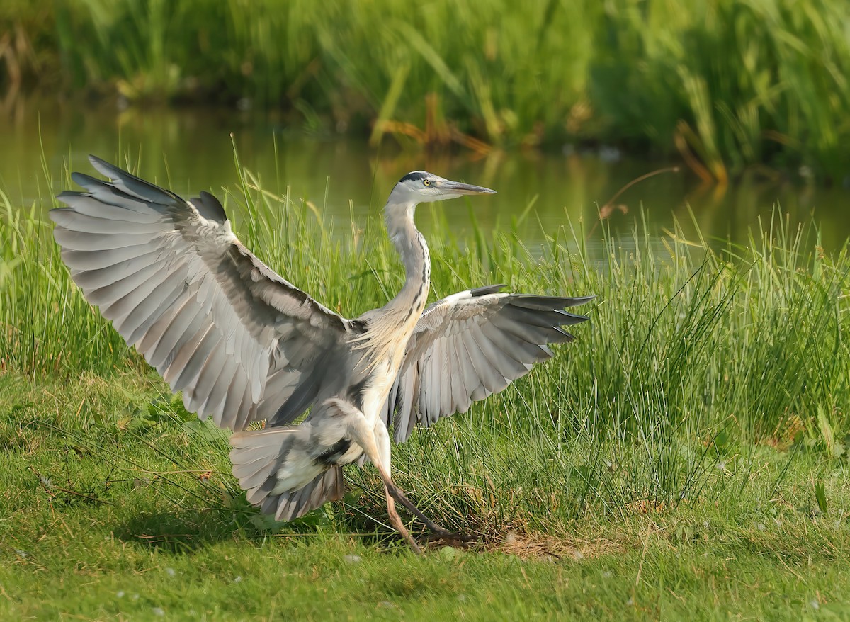 Gray Heron - ML623183474