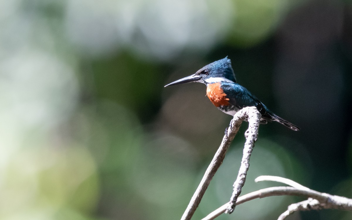 Green Kingfisher - ML623183482