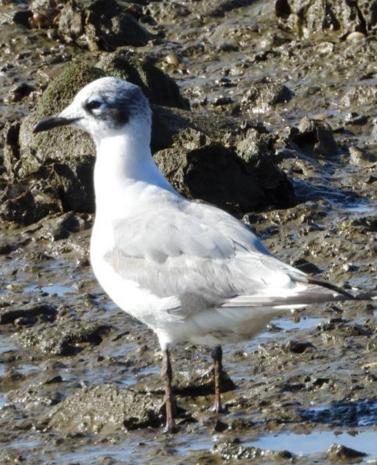 Franklin's Gull - juan carlos dieguez