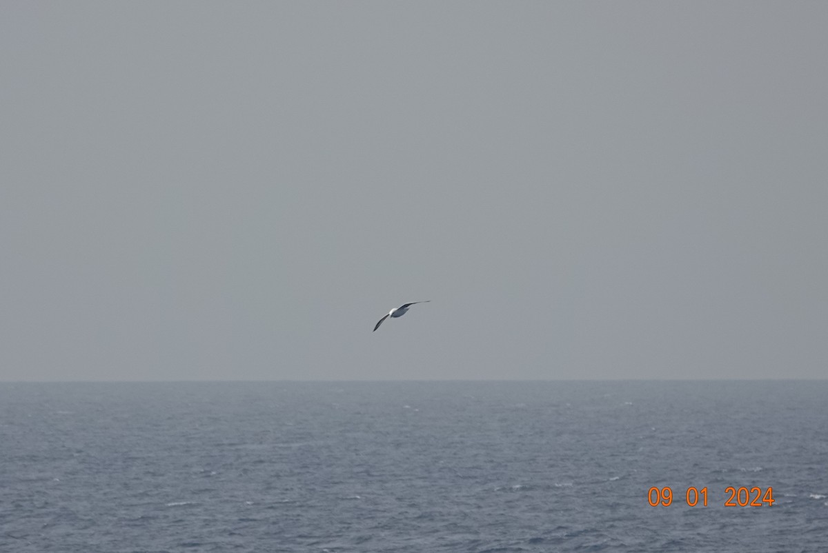 Northern Fulmar (Atlantic) - Larry Adams