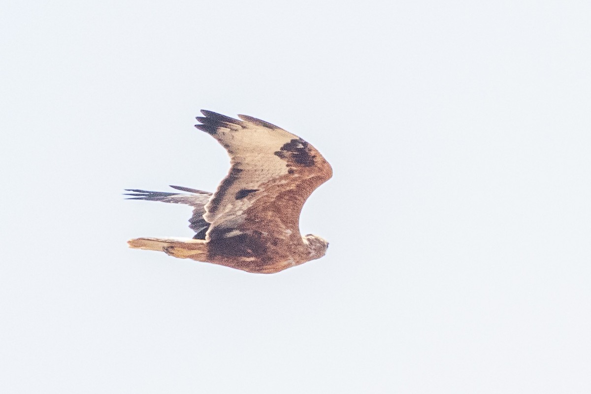 Long-legged Buzzard - ML623183564