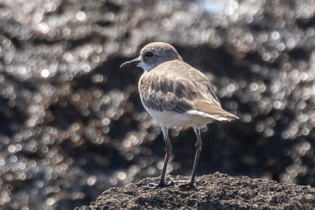 Greater Sand-Plover - Neil Hayward