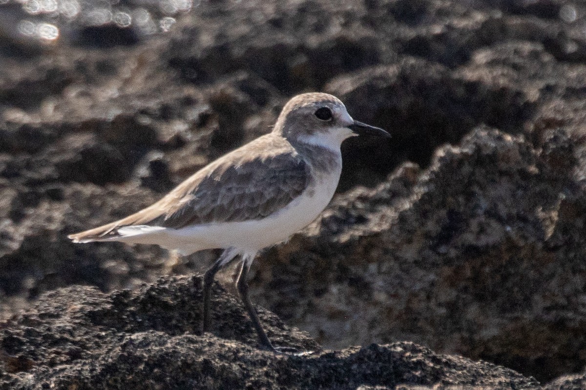 Greater Sand-Plover - ML623183574