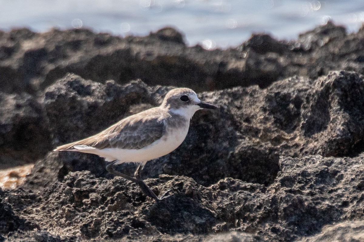 Greater Sand-Plover - ML623183575