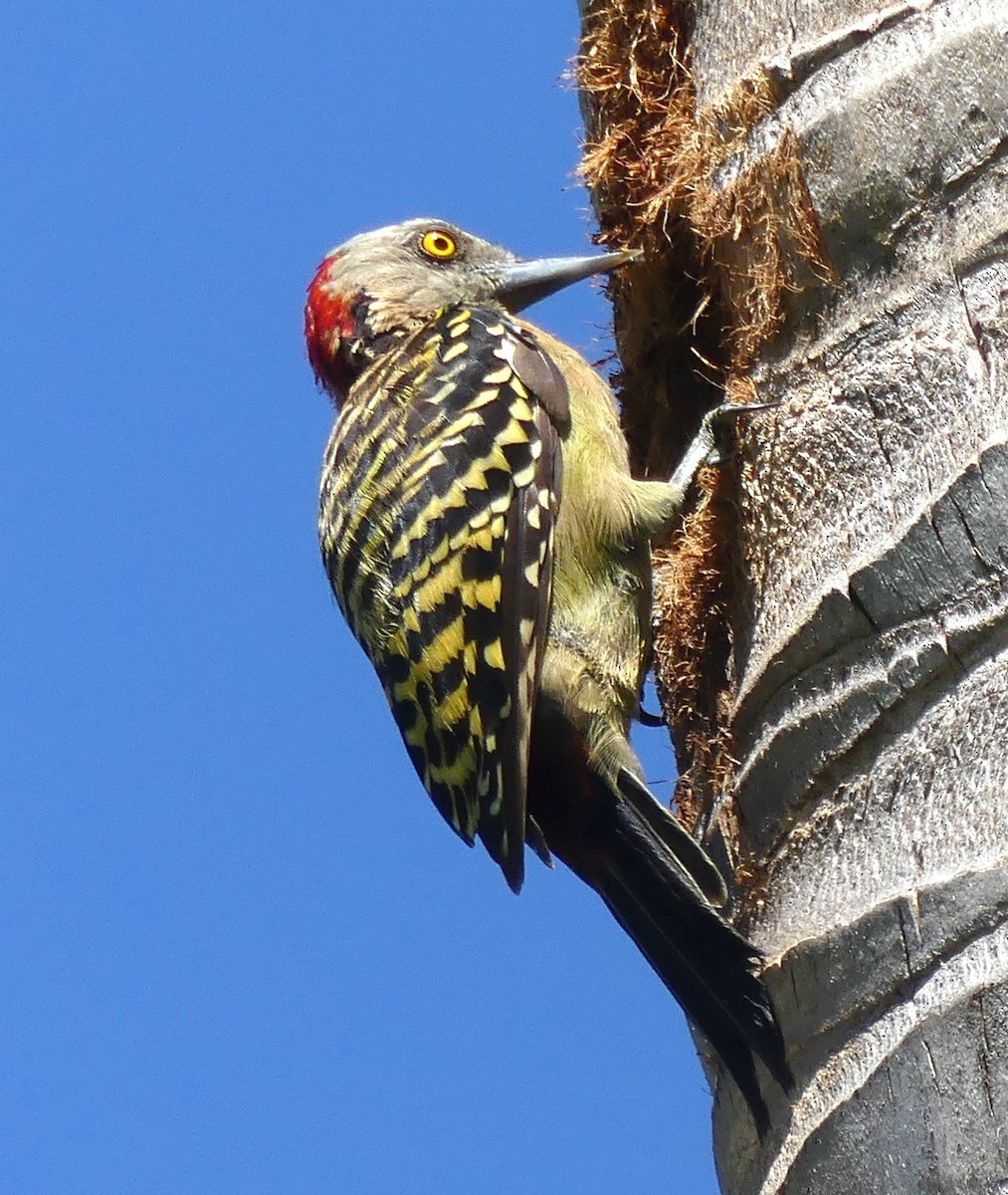 Hispaniolan Woodpecker - ML623183631