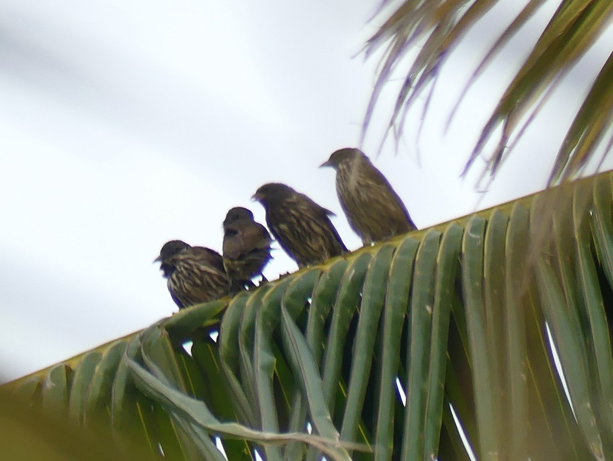 Palmchat - ML623183665