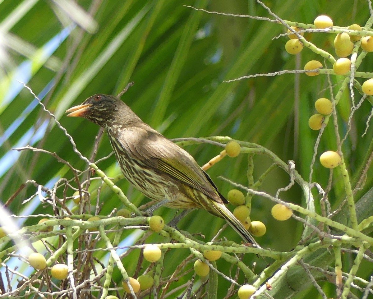 Palmchat - Guillermo Aparicio