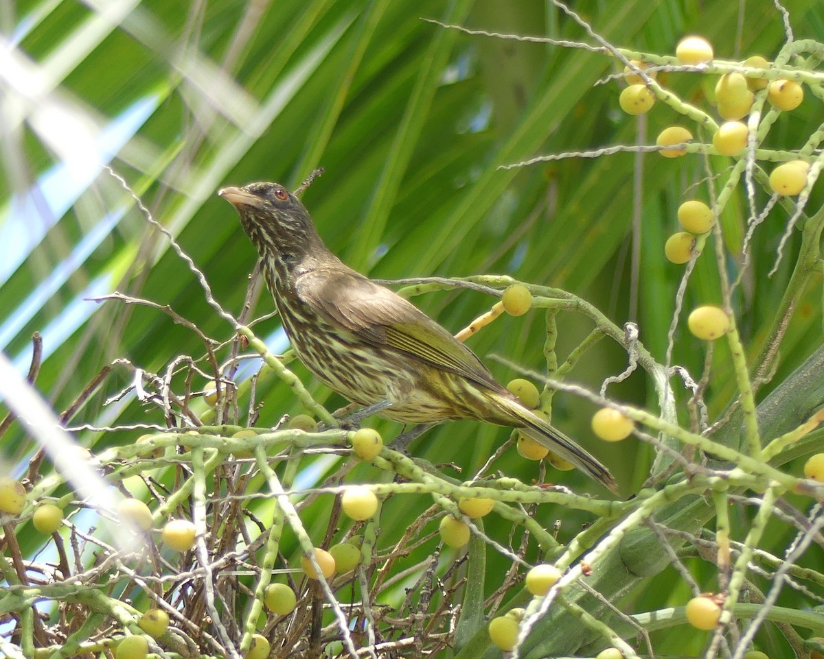 Palmchat - ML623183668