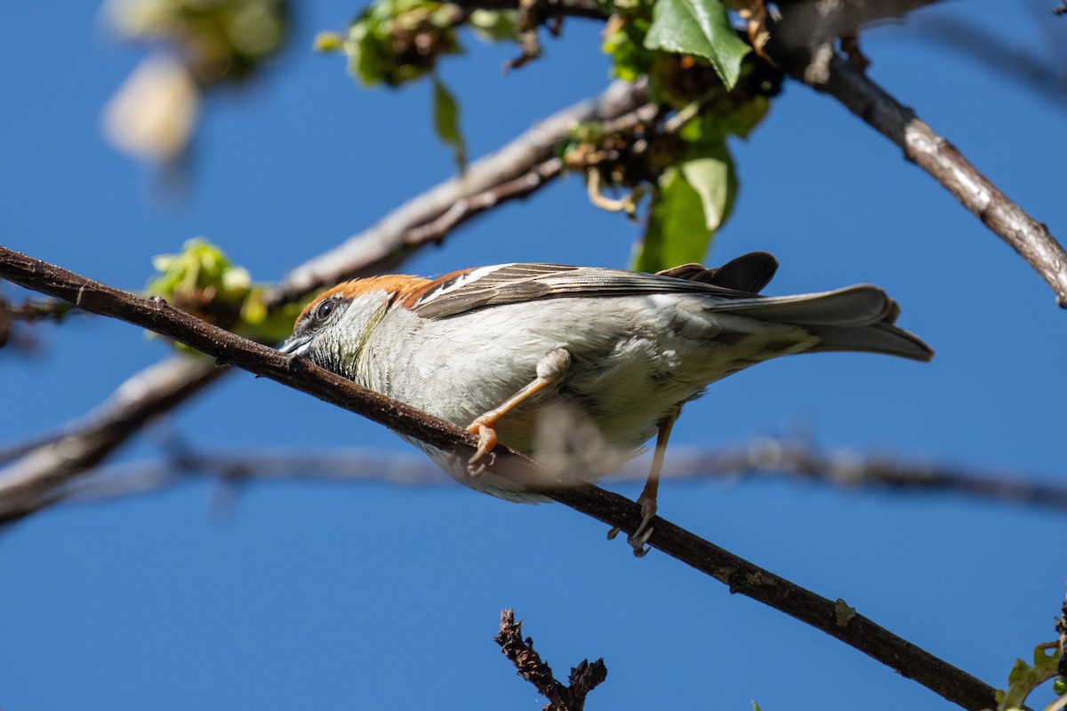 Russet Sparrow - ML623183697